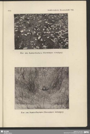 Eier des Austernfischers, Haematopus ostralegus