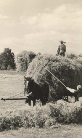 Heuernte in Riegel : Synowe žně w Roholu