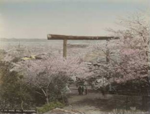 Kirschblüte auf dem Noge-Berg mit Blick auf Yokohama
