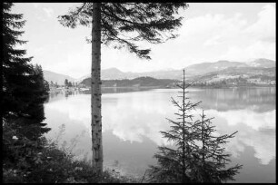 Gosaumühle: Hallstätter See, mit Tannen im Vordergrund