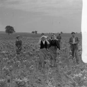 Tabakernte auf den Feldern der Landwirtschaftlichen Produktionsgenossenschaft in Konusch in der Gegend von Chaskowo