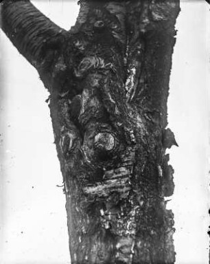 Wendehals : Wendehals (Jynx torquilla L.) vor der Nisthöhle