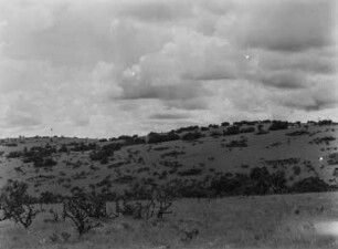 Savanne : Büsche und Bäume in der Savanne Tansanias