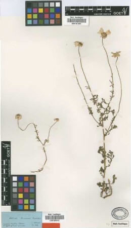 Anthemis brachmannii Boiss. & Heldr. [type]