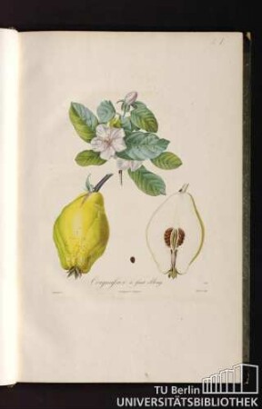 Pl. I. Coignassier à fruit oblong.