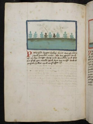 Kräuterpflanze: Poleigium (Mentha pulegium / Lamiaceae) / Polleykraut; (aus Konrads von Megenberg "Buch der Natur")