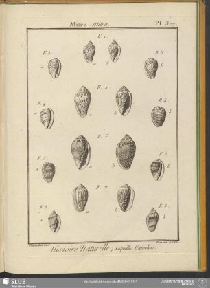 Pl. 377. Mitre. Mitra