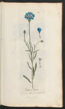 278. Centaurea Cyanus
