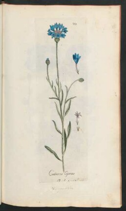 278. Centaurea Cyanus