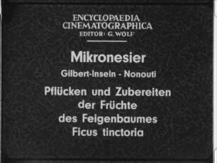 Mikronesier (Gilbert-Inseln, Nonouti) - Pflücken und Zubereiten der Früchte des Feigenbaumes Ficus tinctoria