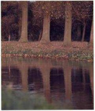Sich im Wasser spiegelnde Baumstämme (Altersgruppe 14-17)