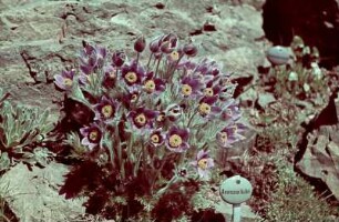Schloss Eckberg, Park : Alpinum, Hallers Kuhschelle (Anemone halleri), Schloss Eckberg, Park