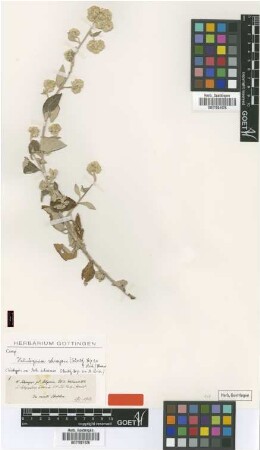 Achyrocline adoensis Sch.Bip. ex A.Rich. [isotype]