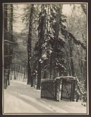 Weg bei Hartröhren im Winter. Detmold. Hiddesen