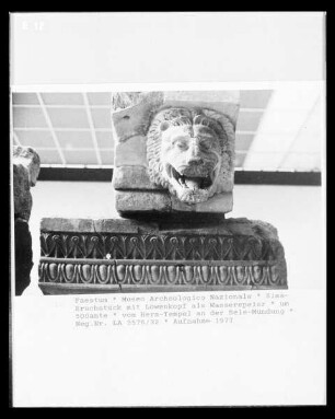 Sima-Bruchstück mit Löwenkopf als Wasserspeier