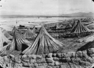 Totora Schilf : Zusammengestelltes Totora Schilf. Im Hintergrund weidende Rinder am Ufer des Rio Desaguadero.