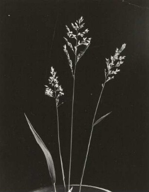 Süßgräser (Poaceae). Wolliges Honiggras (Holcus lanatus L.), drei Halme mit Blütenrispen