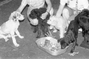 Aufnahme von während der Urlaubszeit ausgesetzten Hunden im Tierheim Daxlanden