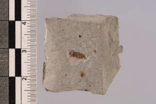 Schnabelkerf (Hemiptera)