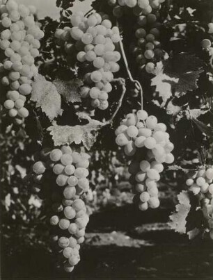 Bulgarien. Weinrebe (Vitis vinifera) mit reifenden Trauben