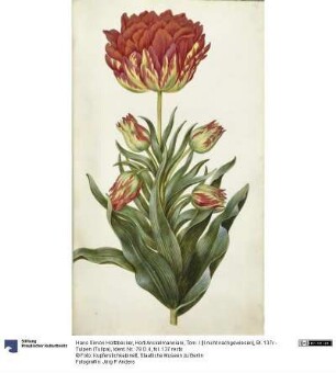 Horti Anckelmanniani, Tom. I [II nicht nachgewiesen], Bl. 137r - Tulpen (Tulipa)