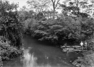Fluss : Dichte Vegetation am Ufer dieses Flusses.