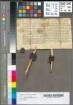 Hermann Vogt (Voget) und seine Ehefrau Gole (Goele) verkaufen ihr Gut bei Schönholthausen(Schonholt), das von Hans Brant bewohnt wird, an Hermann von Schnellenberg (Snelberghe) und dessen Ehefrau Margarete. Diese Gut ist bereits von den + Eltern der Aussteller versetzt worden. Die Verkäufer geben den Käufern das Recht, das Pfand wieder einzulösen und sichern Währschaft zu. Siegelanküdigung: Hermann Vogt, Konrad (Gort) Refflingsen (Refflinchhusen), Gograf (Hoigreven) zu Attendorn. Zeuge: Konrad Refflingsen. (op palme auent).