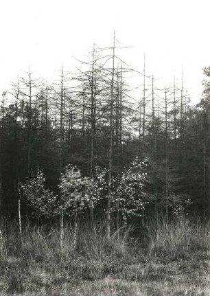 Oberlausitzer Heide-und Teichgebiet. Grenzbereich d. (Klösterlich-) Neudorfer Moores zum St. Mariensterner Klosterforst mit absterbenden Waldbeständen (Folge von schwefelsäurehalteigen Abwässern der Braunkohlengrube Clara III bei Zeißholz im Vinzenzbach)