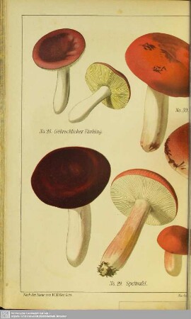 Taf.VII. No. 28-32