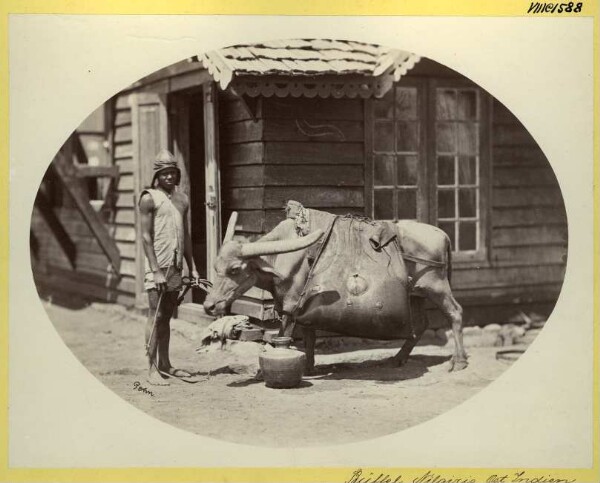 Man with load-bearing buffalo