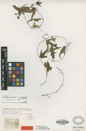 Passiflora suberosa L. var. divaricata Griseb.[holotype]