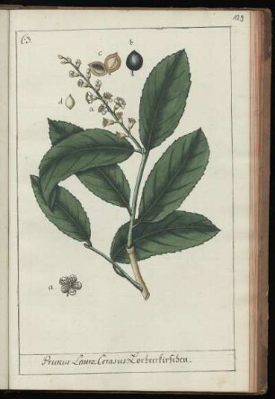 63. Prunus Lauro-Cerasus. Lorbeerkirschen