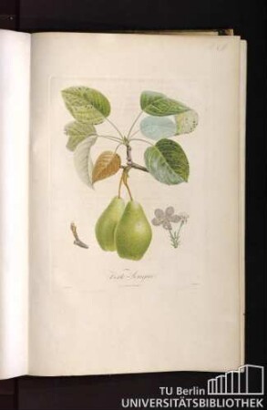 Pl. CIII. Verte-longue.