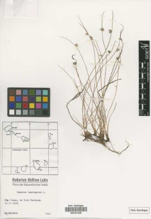Cyperus laevigatus L.
