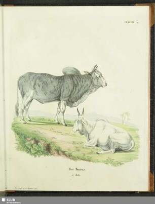Bos Taurus. e) Zebu