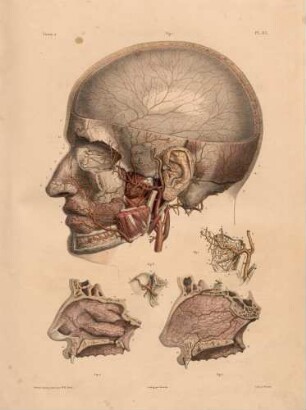 Arteria maxillaris und Arteria ophthalmica