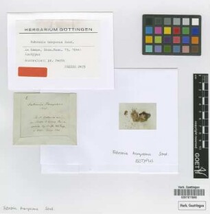 Fabronia hampeana Sond. [isotype]