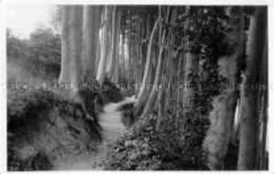 Waldweg bei Scharbeutz