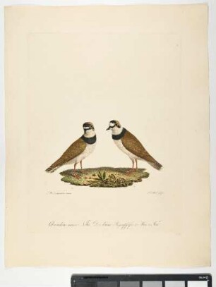 Charadrius minor. Nobis. Der kleine Regenpfeifer. 1. Mas. 2. Fem. - Flußregenpfeifer. Pluvialis apricaria; mas. fem. - Zeichner: Johann Mathias Hergenröder; Stecher: Johann Carl Bock