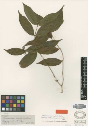 Tabernaemontana rupicola Benth. var. Muell.Arg. sprucei[paratype]