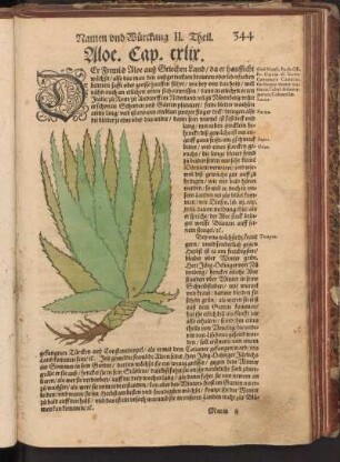 Aloe, Cap. CXLIX