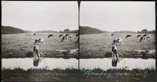 Landgut Pijnenburg. Kuhweide