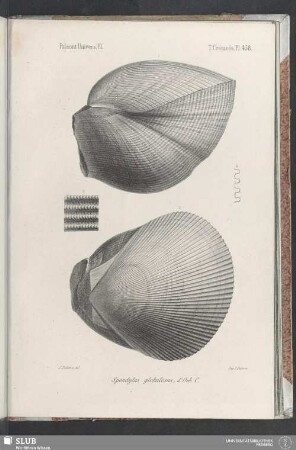 Pl. 458