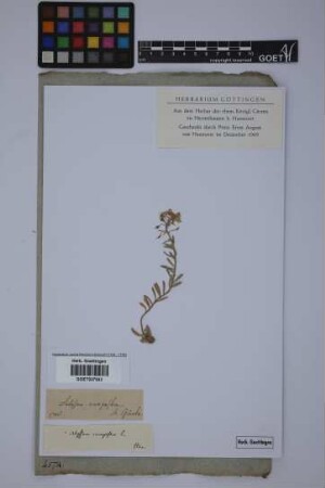 Alyssum campestre L.