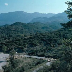 Heimkehrende Vlachen-Herde, bei Neraida im Thyamis-Tal (West-Epiros)