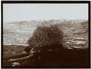 Einsamer Eichbaum im w. [wadi] saffar wohl bei sejuch