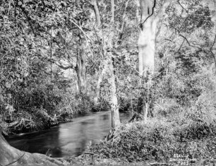 Bachlauf : Bachlauf mit Galerievegetation