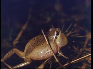 Reproductive Behaviour in the Stripeless Tree Frog