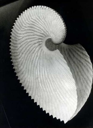 Argonauta argo, Papierboot genannt, Mittelmeer