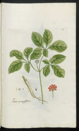 511. Panax quinquefolium